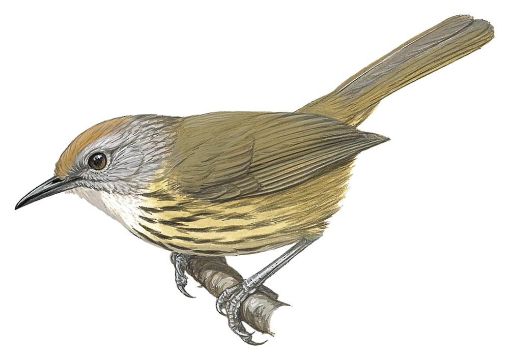 巴拉望穗鹛 / Palawan Striped Babbler / Zosterornis hypogrammicus