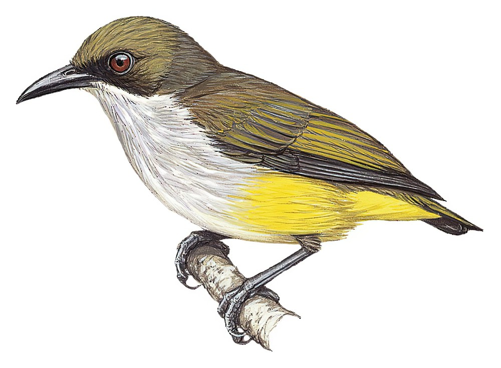 绿顶啄花鸟 / Olive-capped Flowerpecker / Dicaeum nigrilore