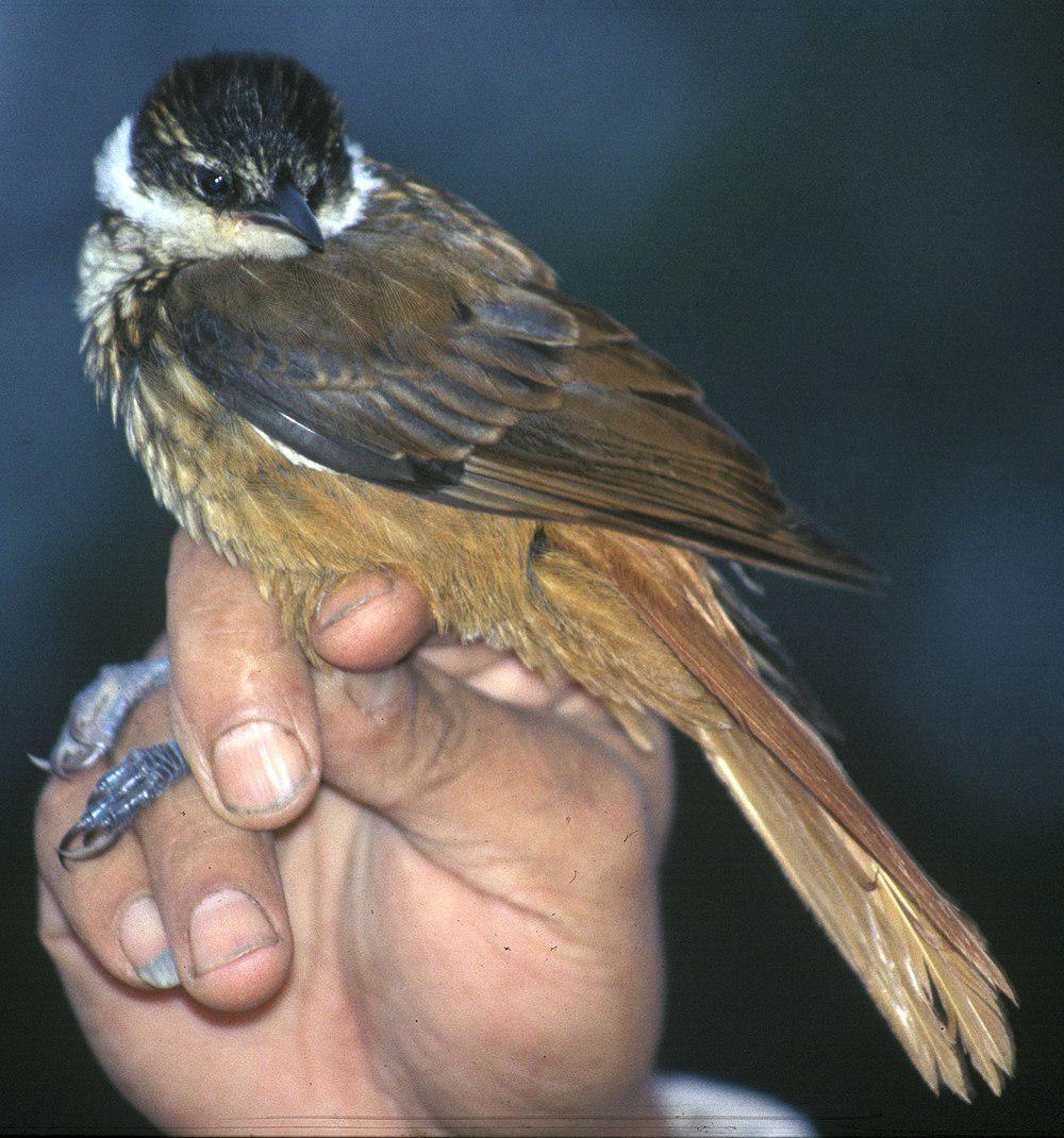 条纹簇颊灶鸫 / Streaked Tuftedcheek / Pseudocolaptes boissonneautii