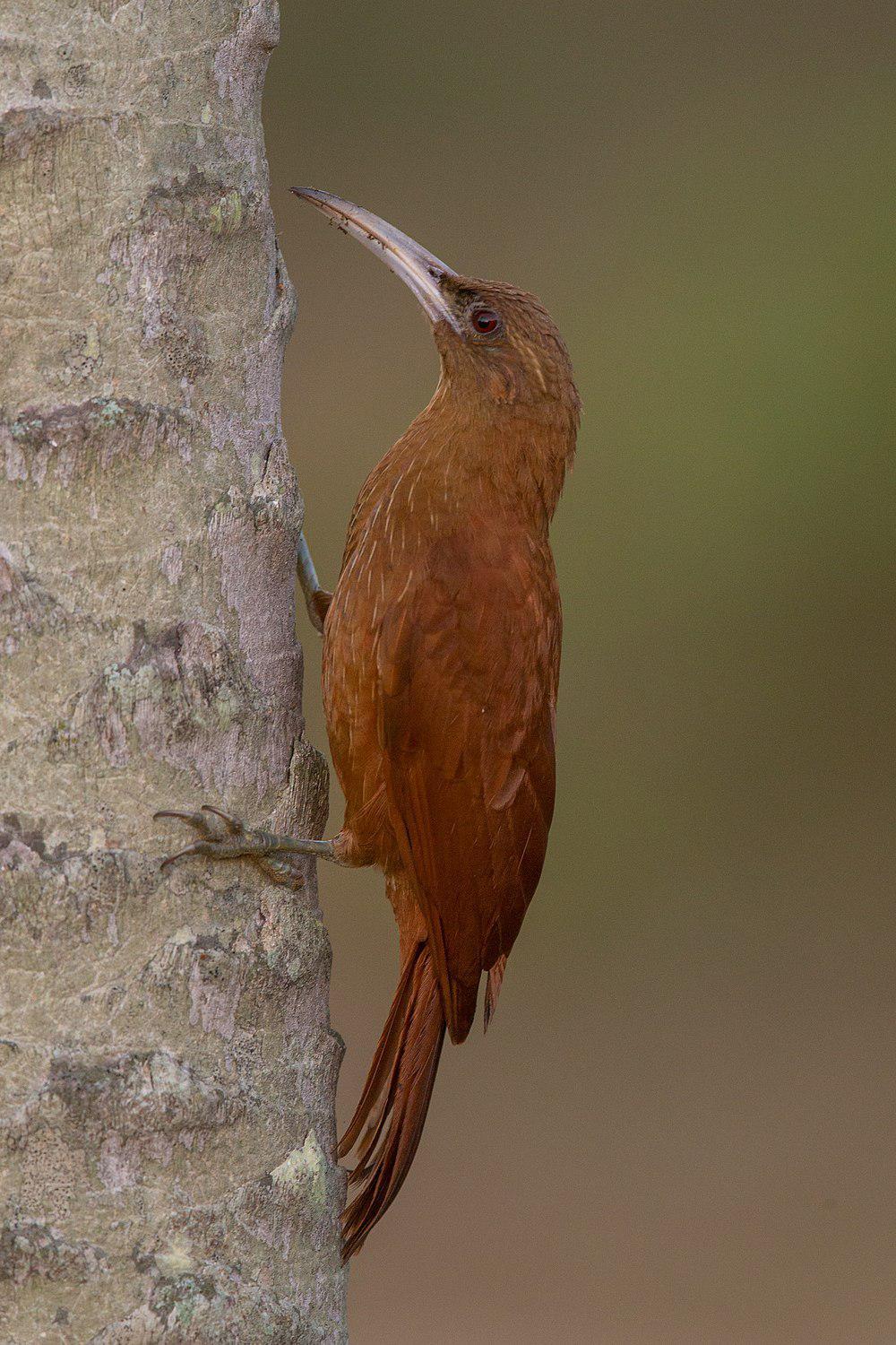 大棕䴕雀 / Great Rufous Woodcreeper / Xiphocolaptes major