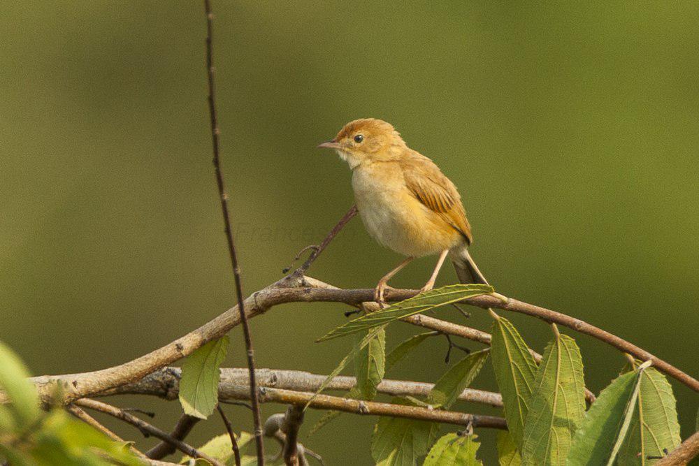 狐色扇尾莺 / Foxy Cisticola / Cisticola troglodytes