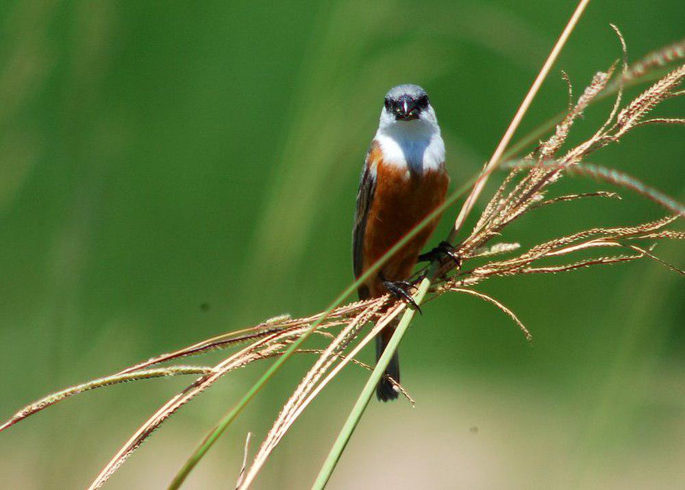 沼泽食籽雀 / Marsh Seedeater / Sporophila palustris