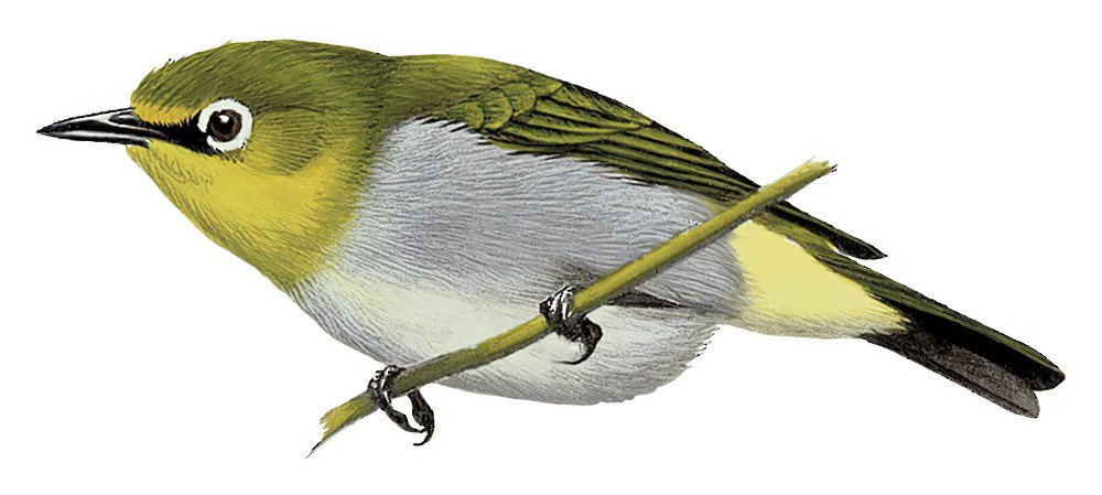 南帕雷山绣眼鸟 / South Pare White-eye / Zosterops winifredae