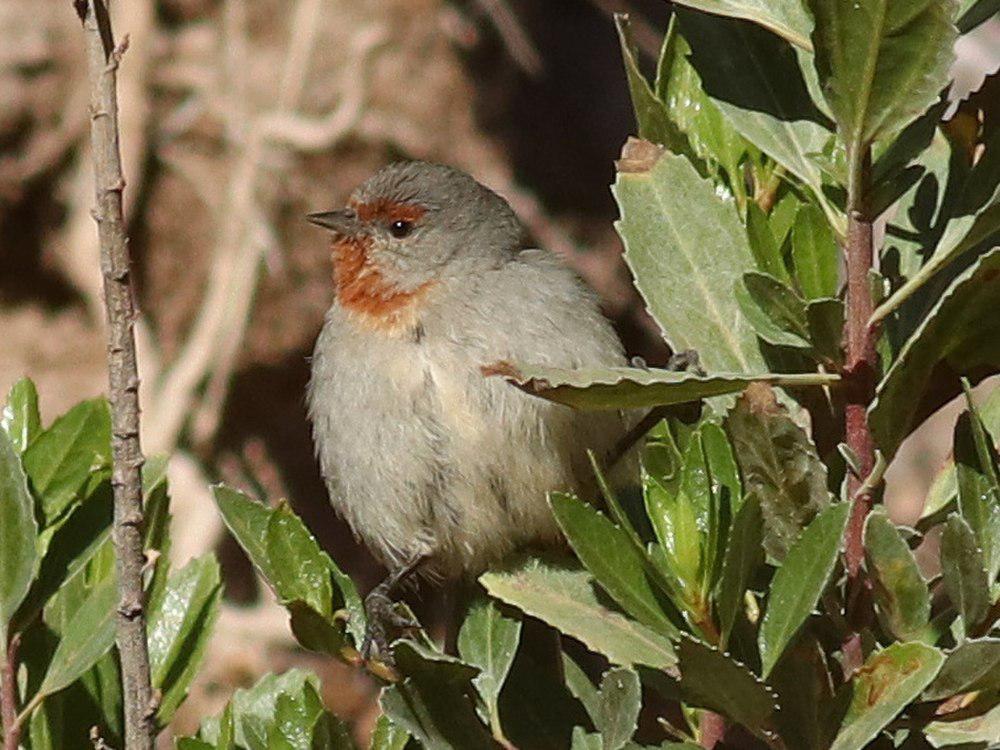 约氏锥嘴雀 / Tamarugo Conebill / Conirostrum tamarugense