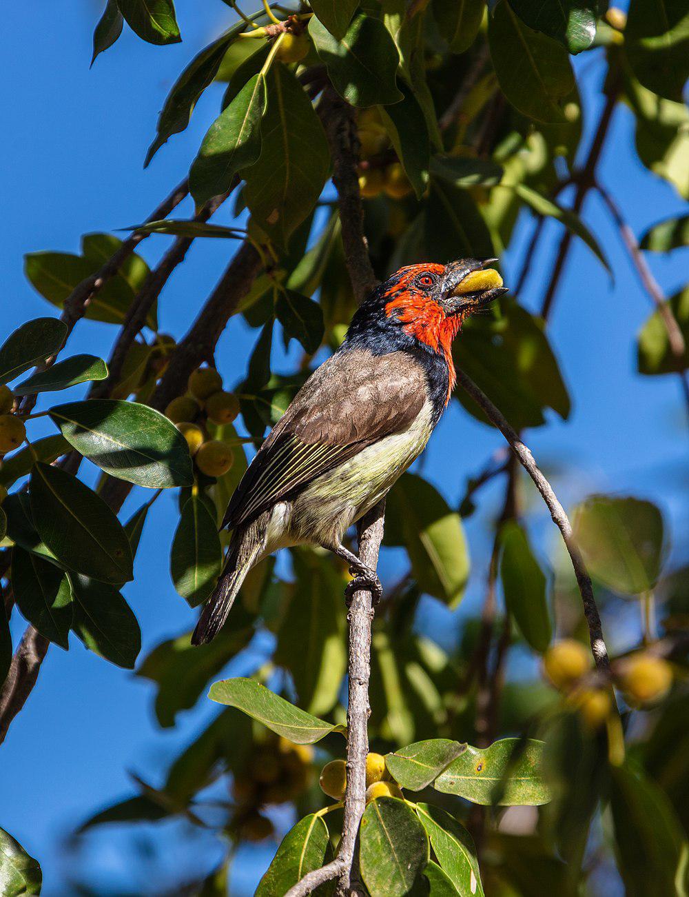 黑领拟䴕 / Black-collared Barbet / Lybius torquatus