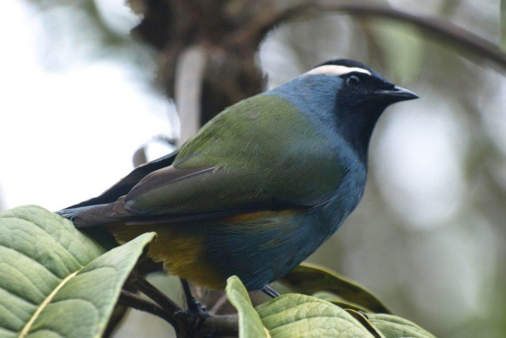 冠啄果鸟 / Crested Berrypecker / Paramythia montium