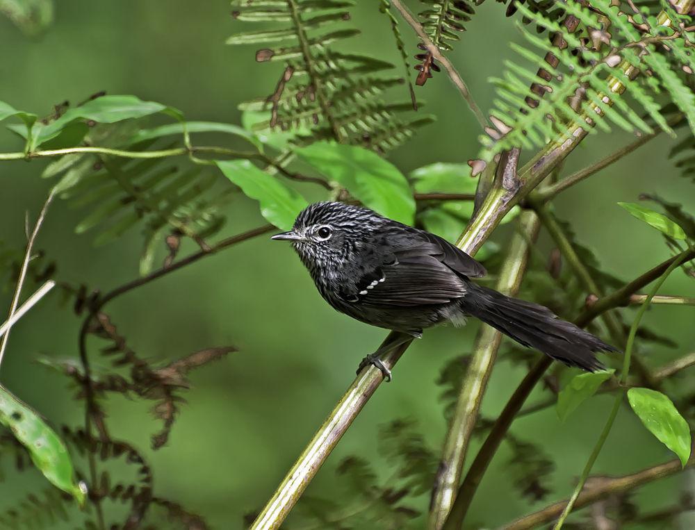 暗尾蚁鸟 / Dusky-tailed Antbird / Drymophila malura