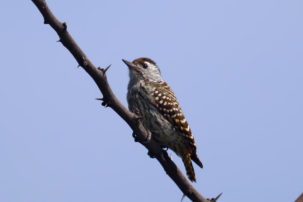 暗红啄木鸟 / Cardinal Woodpecker / Dendropicos fuscescens