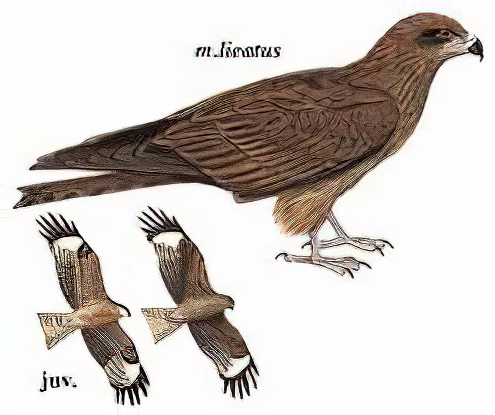 黑耳鸢 / Black-eared Kite