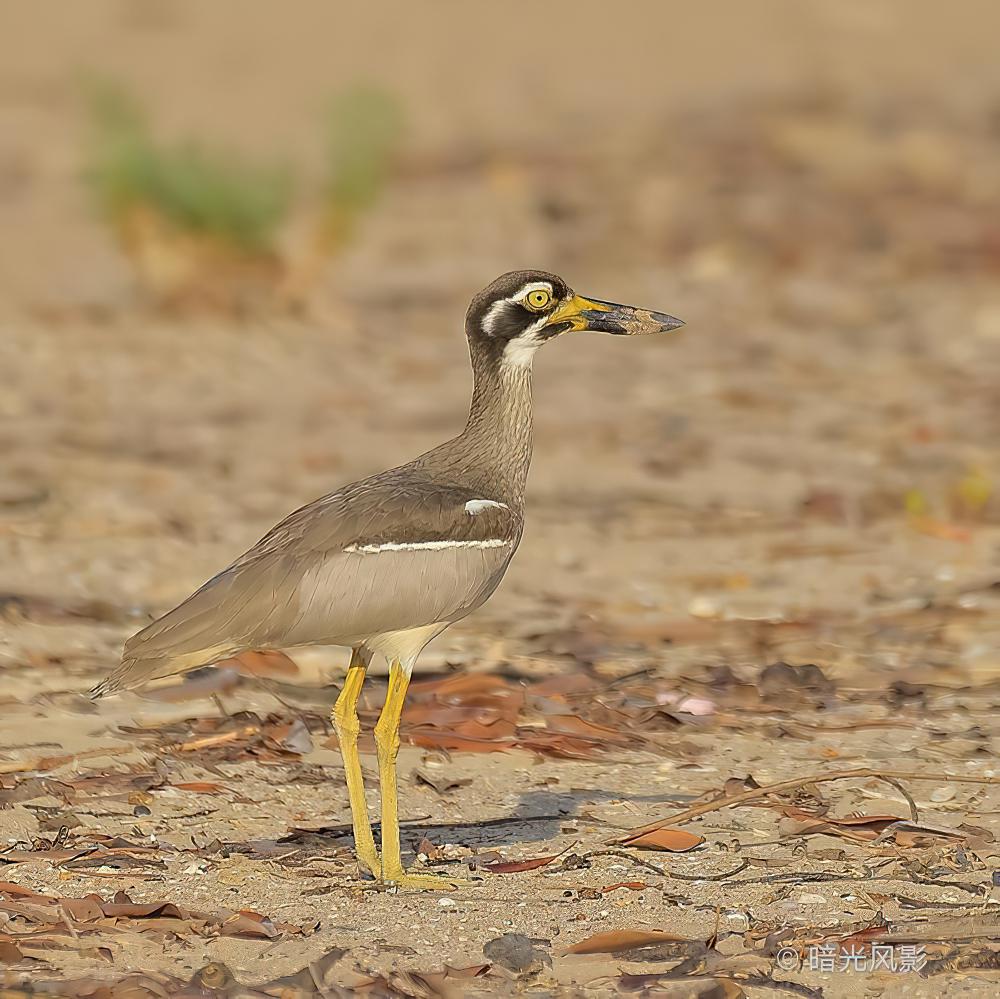 石鸻 / Beach Stone-curlew / Esacus magnirostris