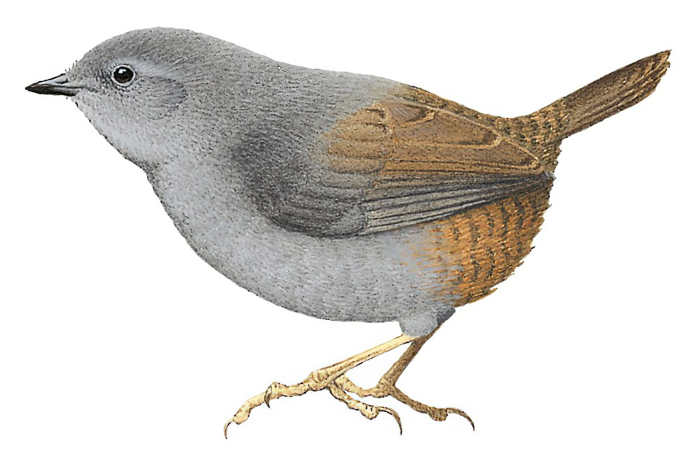 涅比窜鸟 / Neblina Tapaculo / Scytalopus altirostris