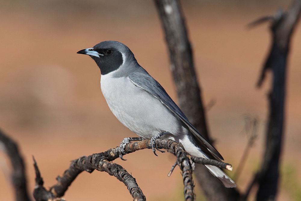 黑眼燕鵙 / Masked Woodswallow / Artamus personatus