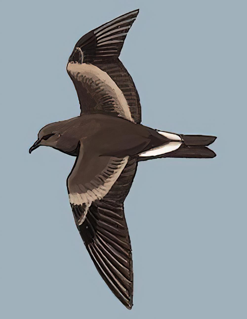 白腰叉尾海燕 / Leach\'s Storm Petrel / Oceanodroma leucorhoa