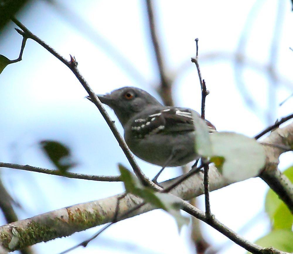 纳氏蚁鵙 / Natterer\'s Slaty Antshrike / Thamnophilus stictocephalus