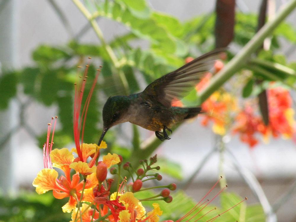 波多翠蜂鸟 / Puerto Rican Emerald / Riccordia maugaeus