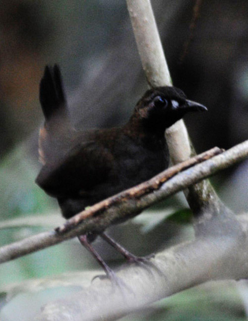 黑脸蚁鸫 / Black-faced Antthrush / Formicarius analis