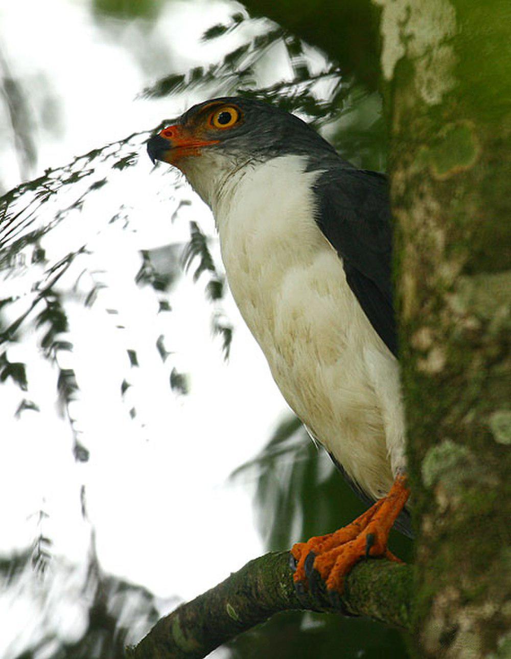 淡灰南美鵟 / Semiplumbeous Hawk / Leucopternis semiplumbeus