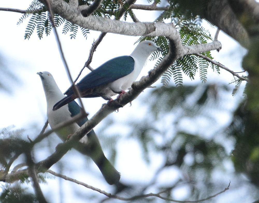 蓝尾皇鸠 / Elegant Imperial Pigeon / Ducula concinna