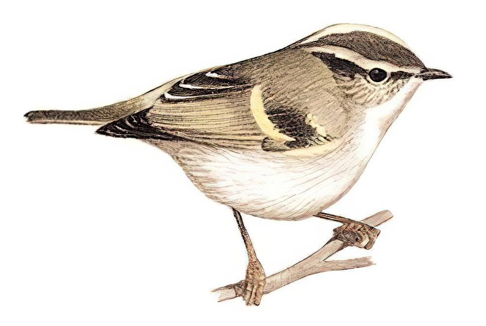 淡黄腰柳莺 / Lemon-rumped Warbler / Phylloscopus chloronotus