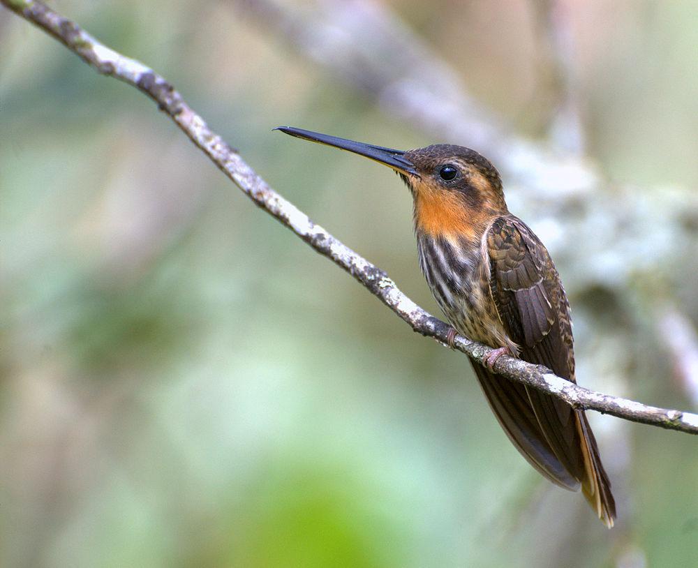 锯嘴蜂鸟 / Saw-billed Hermit / Ramphodon naevius