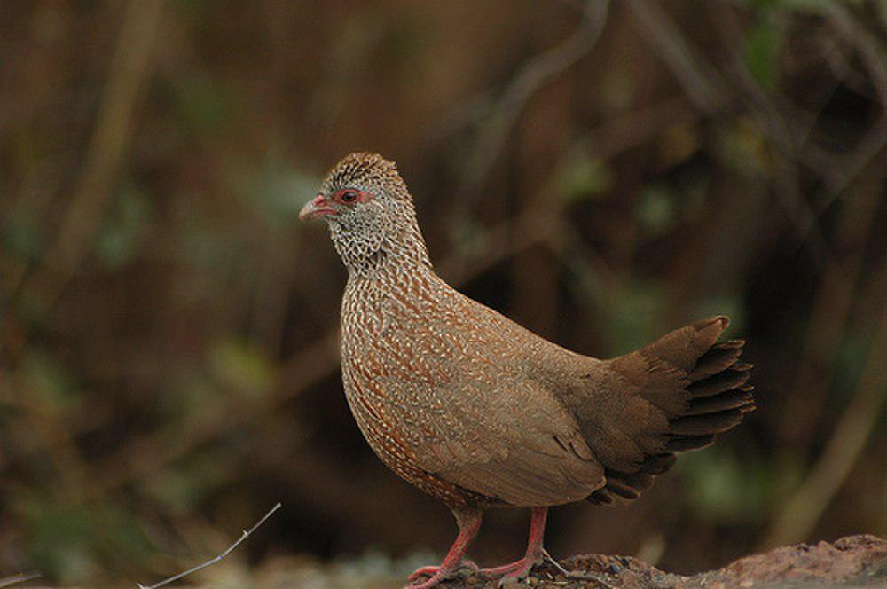 石鹑 / Stone Partridge / Ptilopachus petrosus