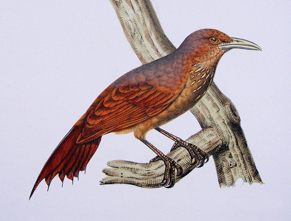 红喉䴕雀 / Cinnamon-throated Woodcreeper / Dendrexetastes rufigula