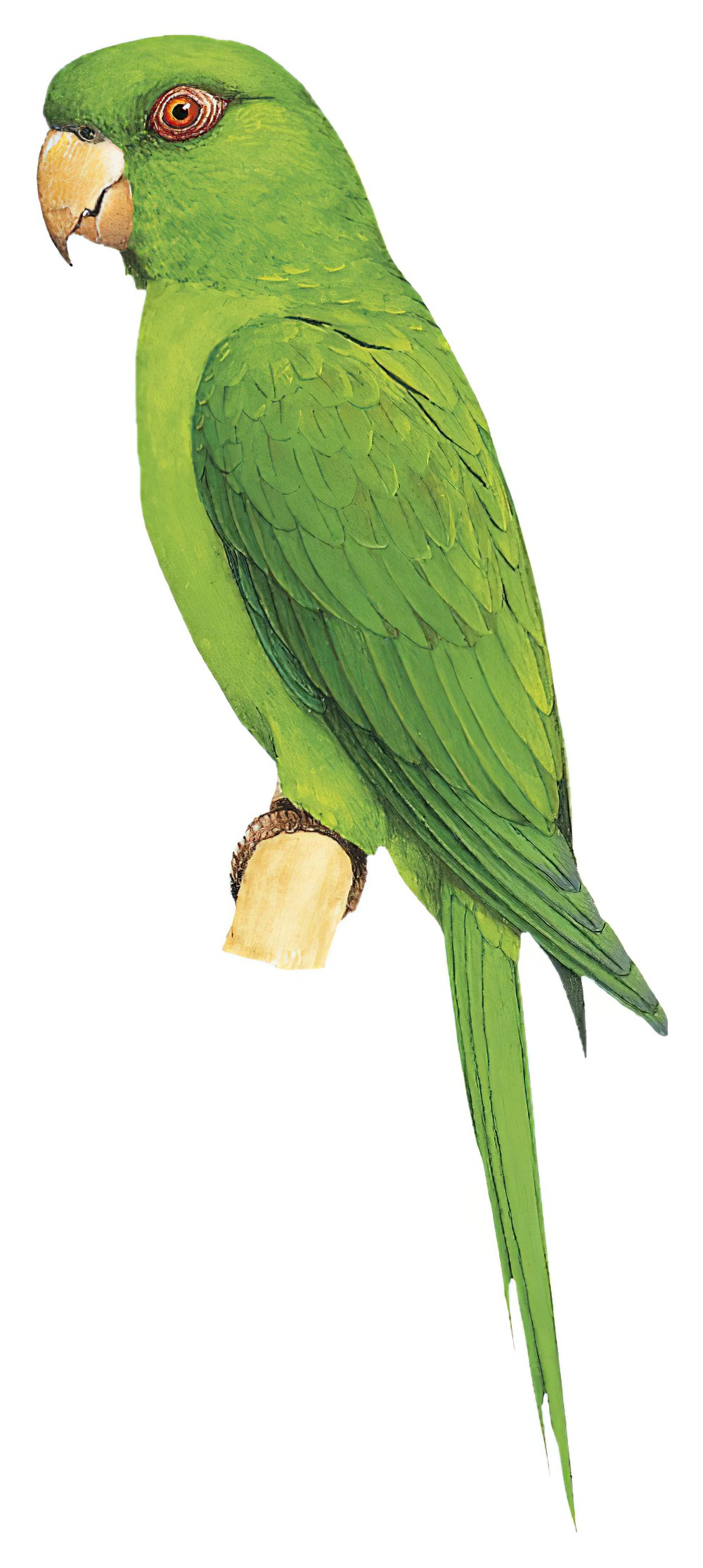 索岛鹦哥 / Socorro Parakeet / Psittacara brevipes