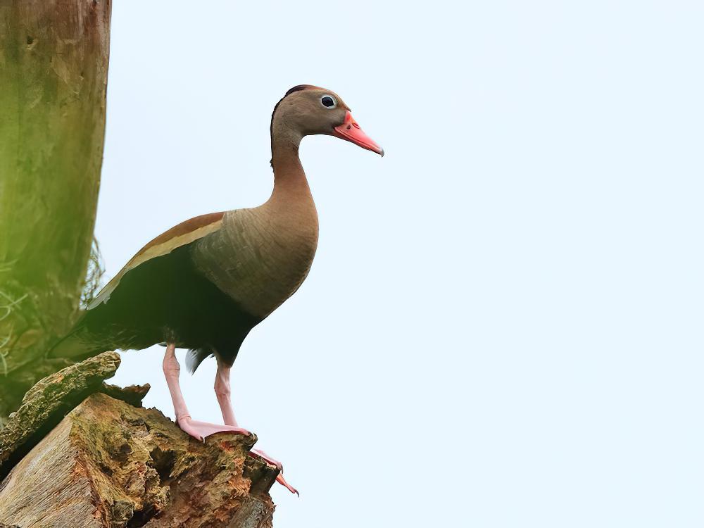 黑腹树鸭 / Black-bellied Whistling Duck / Dendrocygna autumnalis