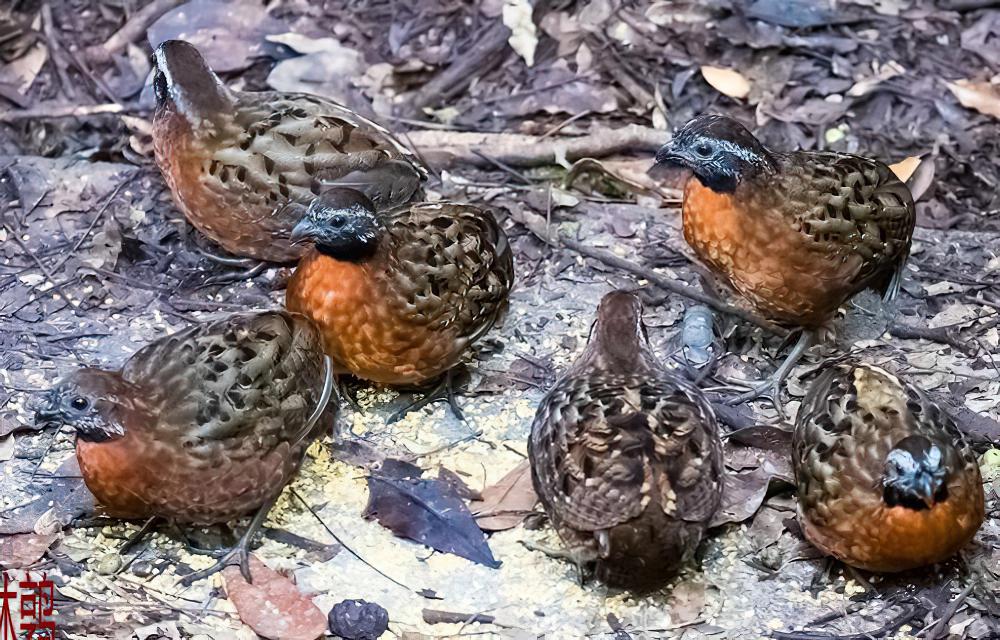 棕胸林鹑 / Rufous-breasted Wood Quail / Odontophorus speciosus