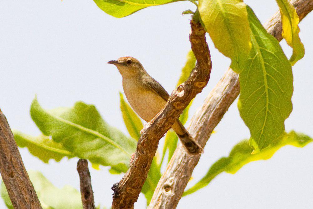 多氏扇尾莺 / Dorst\'s Cisticola / Cisticola guinea