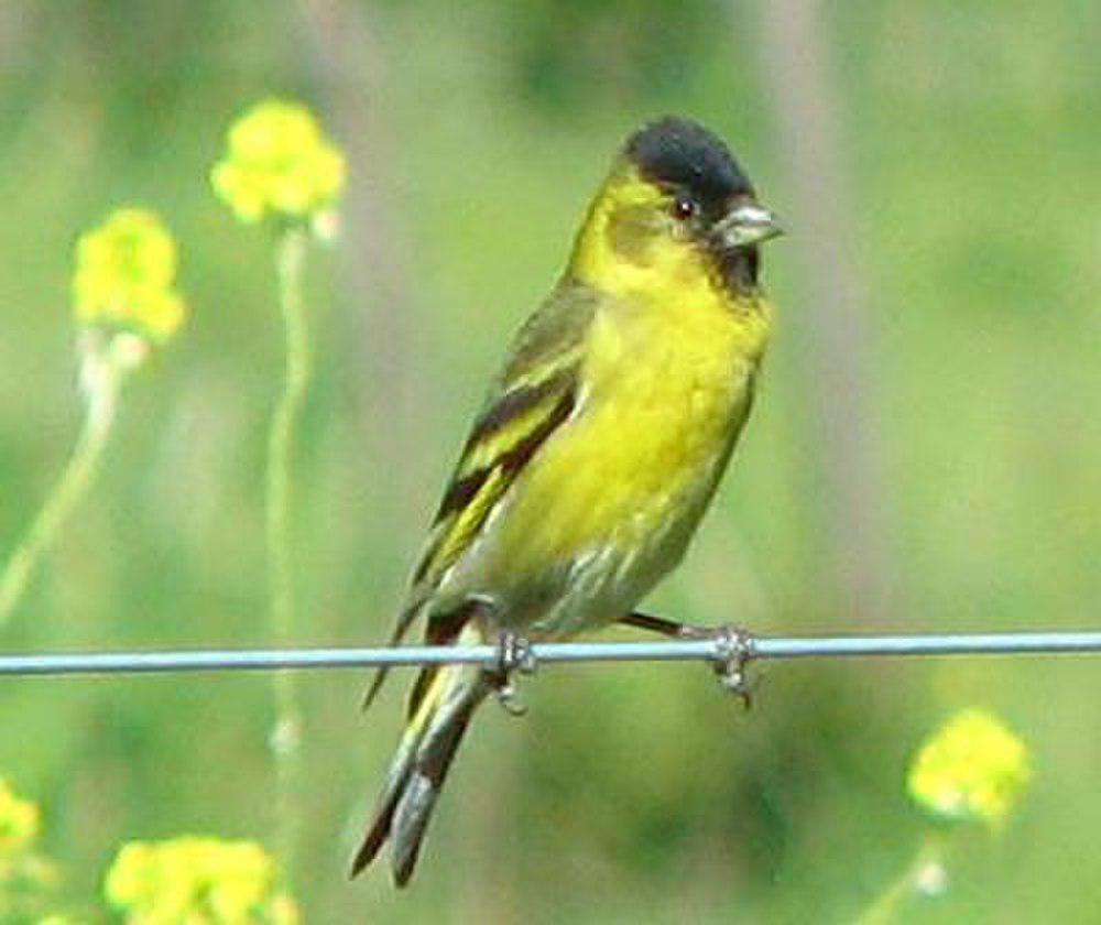 黑颏金翅雀 / Black-chinned Siskin / Spinus barbatus