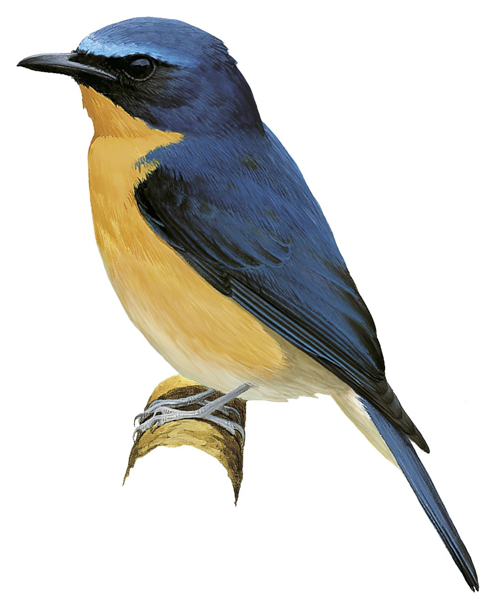 大蓝仙鹟 / Large Blue Flycatcher / Cyornis magnirostris