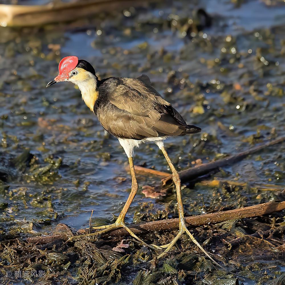 冠水雉 / Comb-crested Jacana / Irediparra gallinacea