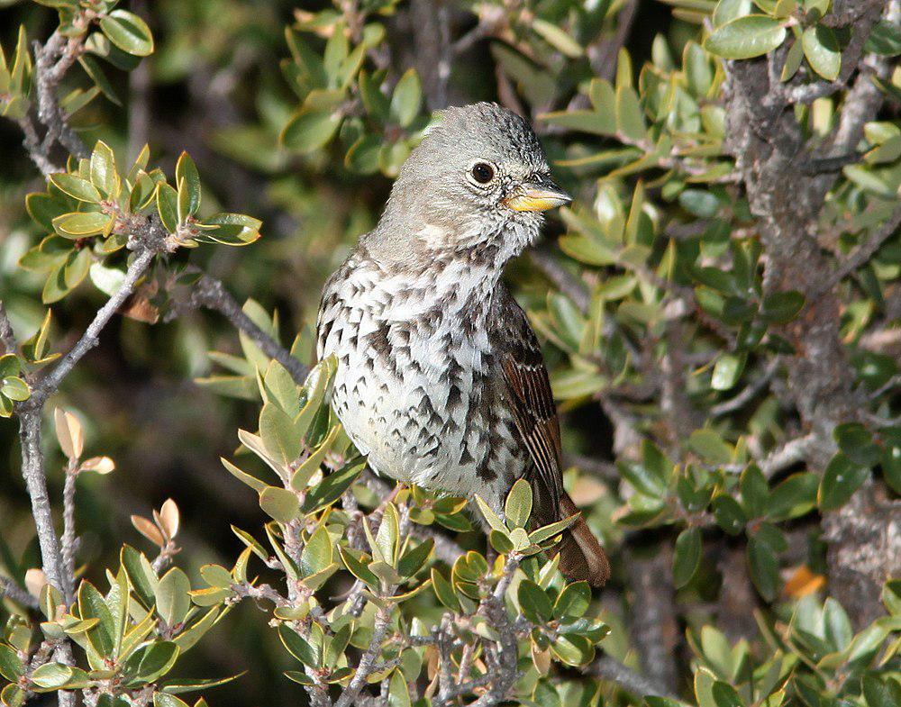 铅灰狐色雀鹀 / Slate-colored Fox Sparrow / Passerella schistacea