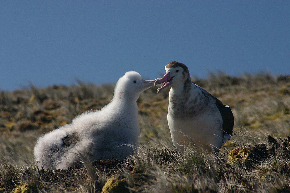 阿岛信天翁 / Amsterdam Albatross / Diomedea amsterdamensis