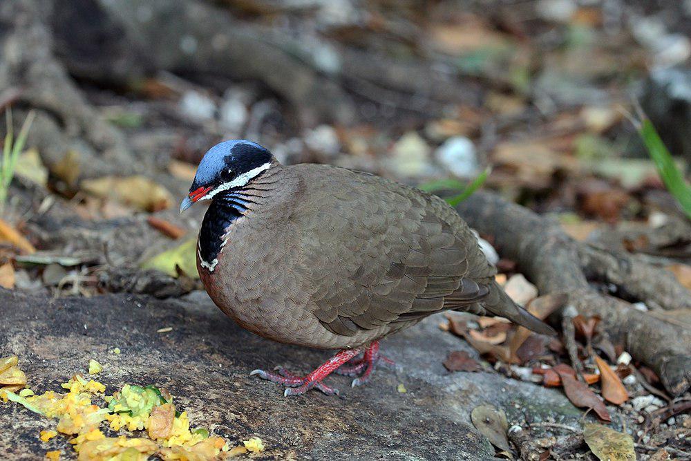 蓝头鹑鸠 / Blue-headed Quail-Dove / Starnoenas cyanocephala