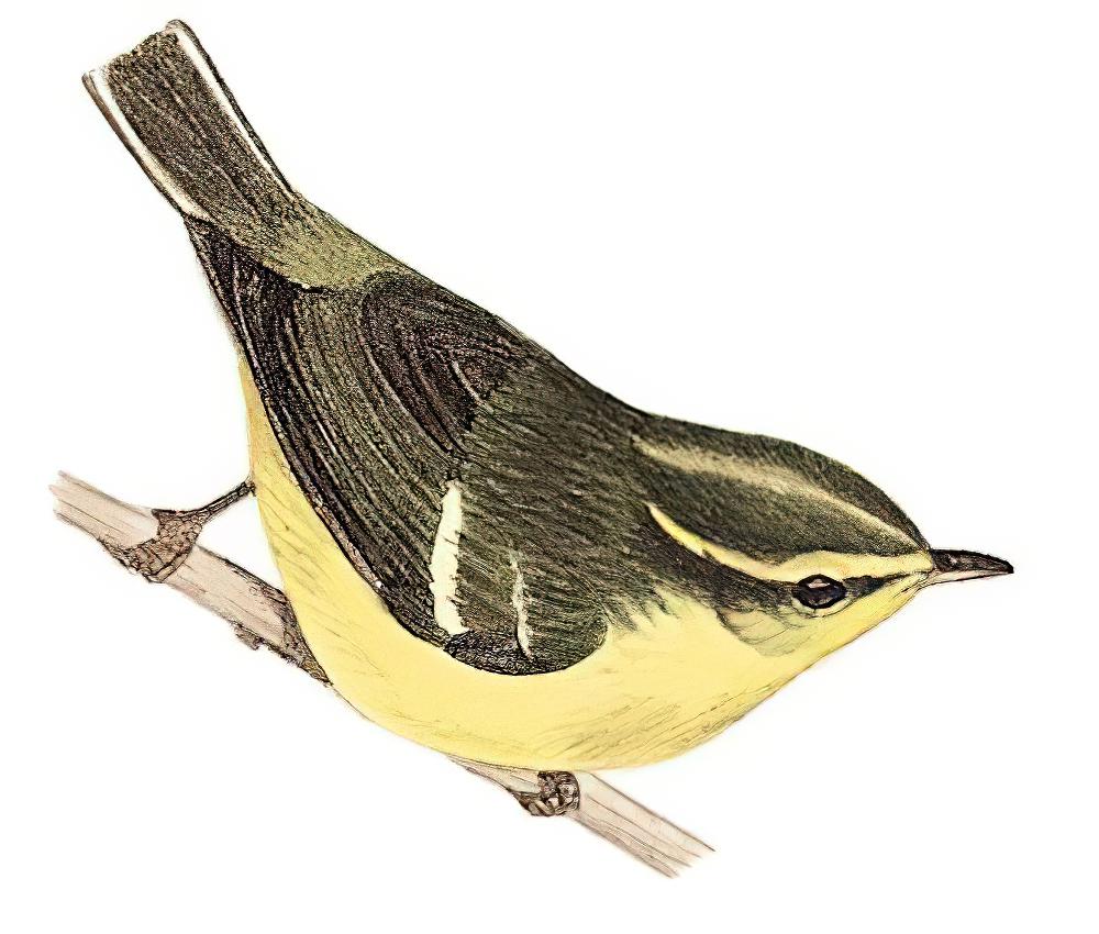 海南柳莺 / Hainan Leaf Warbler / Phylloscopus hainanus