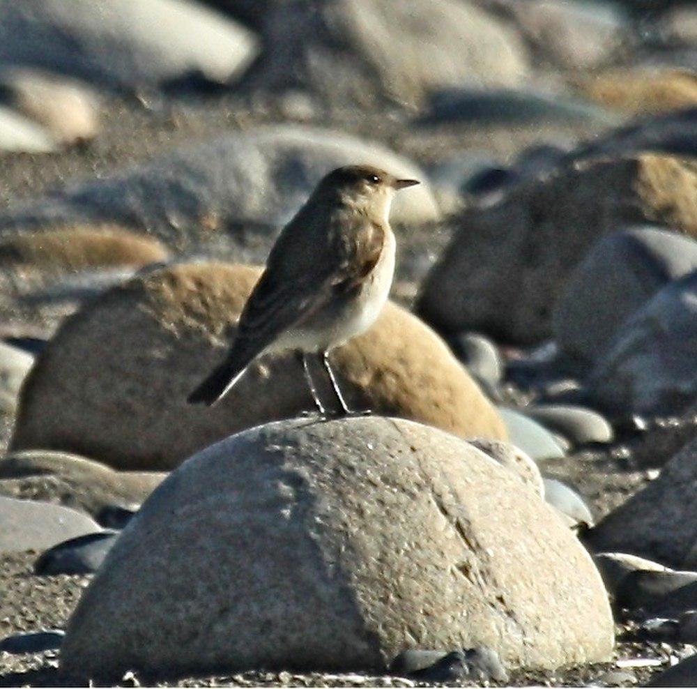 小地霸鹟 / Little Ground Tyrant / Muscisaxicola fluviatilis