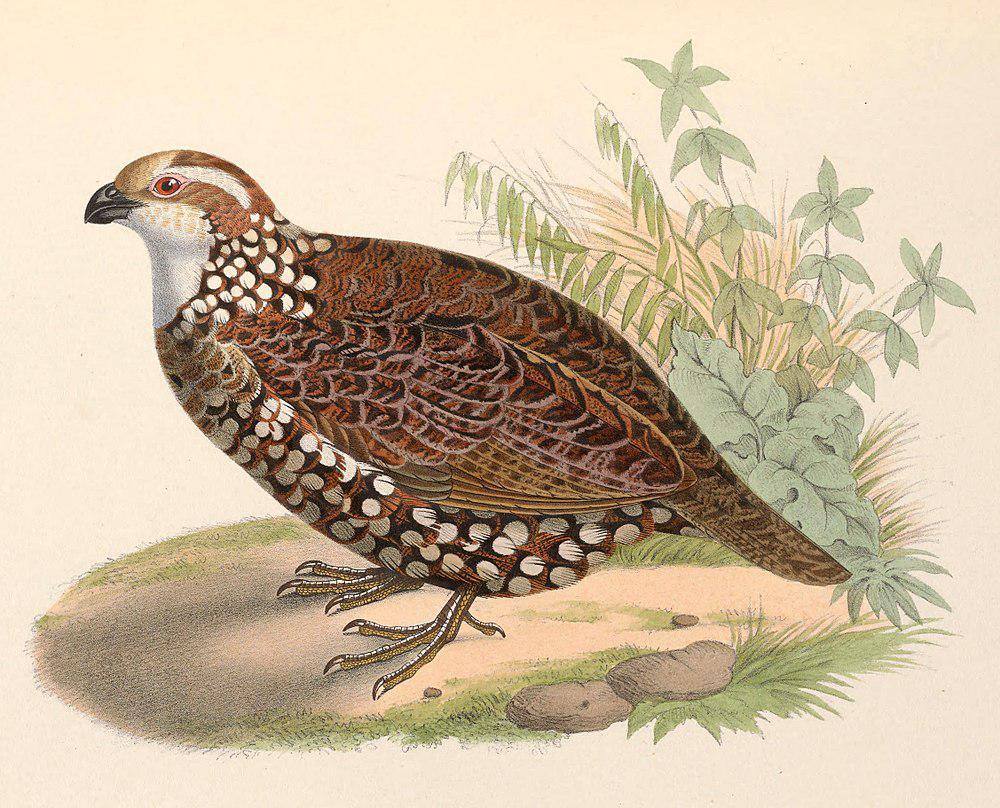 斑胸齿鹑 / Spot-bellied Bobwhite / Colinus leucopogon