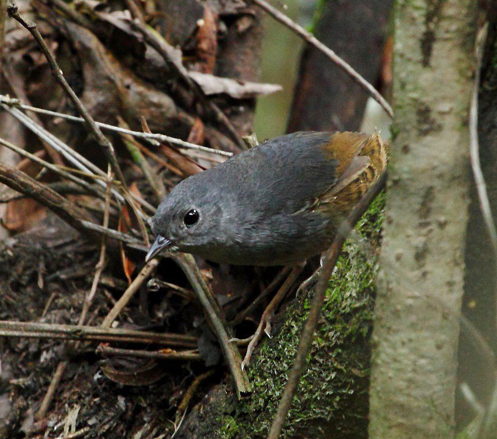 巴西窜鸟 / Brasilia Tapaculo / Scytalopus novacapitalis