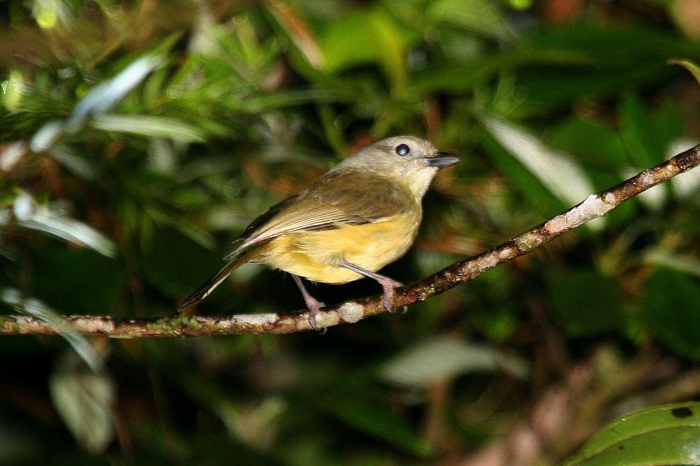 山莺雀 / Blue Mountain Vireo / Vireo osburni