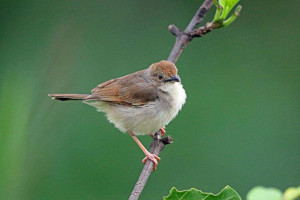 颤声扇尾莺 / Trilling Cisticola / Cisticola woosnami