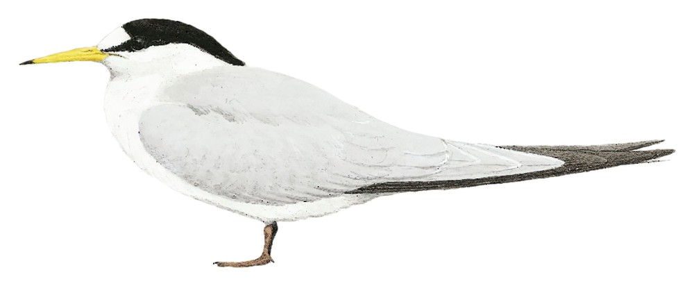 桑氏白额燕鸥 / Saunders's Tern / Sternula saundersi