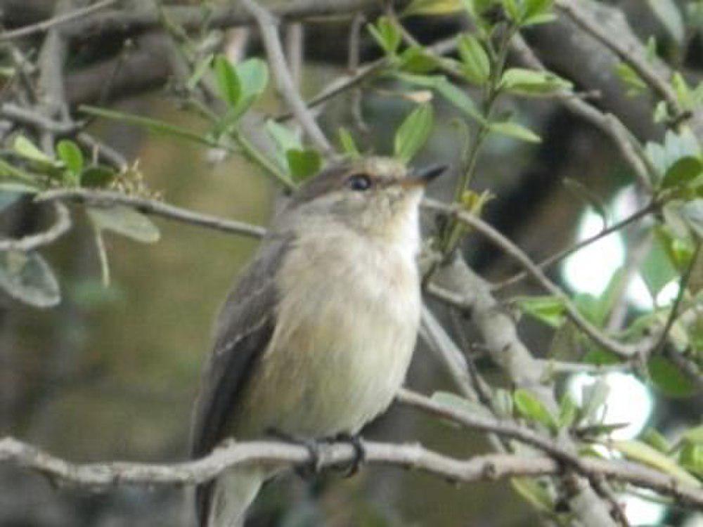 察氏鹟 / Chapin\'s Flycatcher / Muscicapa lendu