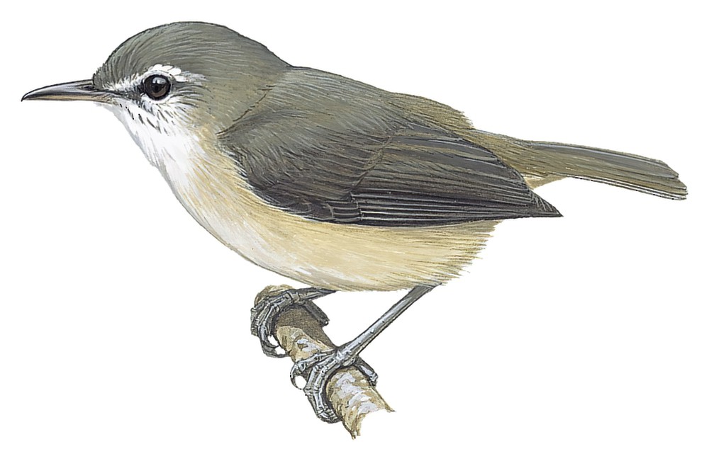 拟绣眼莺 / Rand's Warbler / Randia pseudozosterops