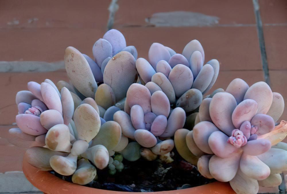 桃美人 Pachyphytum ‘Blue Haze‘