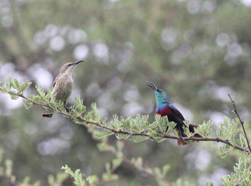 雪氏花蜜鸟 / Shelley\'s Sunbird / Cinnyris shelleyi