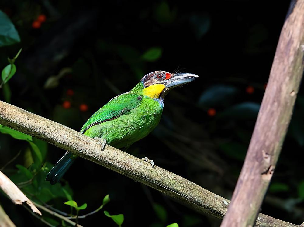 金须拟䴕 / Golden-whiskered Barbet / Psilopogon chrysopogon