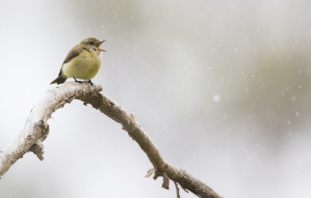 黄胸小鹟 / Lemon-bellied Flyrobin / Microeca flavigaster