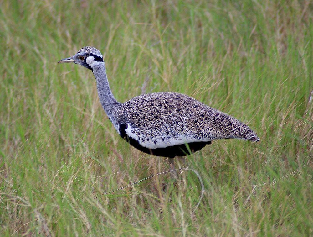 灰黑腹鸨 / Hartlaub\'s Bustard / Lissotis hartlaubii